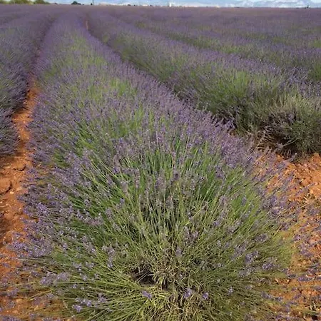 Sur La Colline Avec Accès Piscine Appartamento Volx