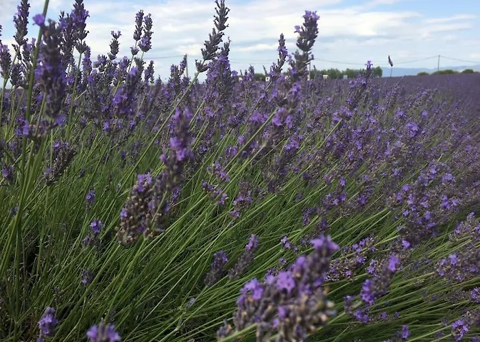 Sur La Colline Avec Acces Piscine Apartment